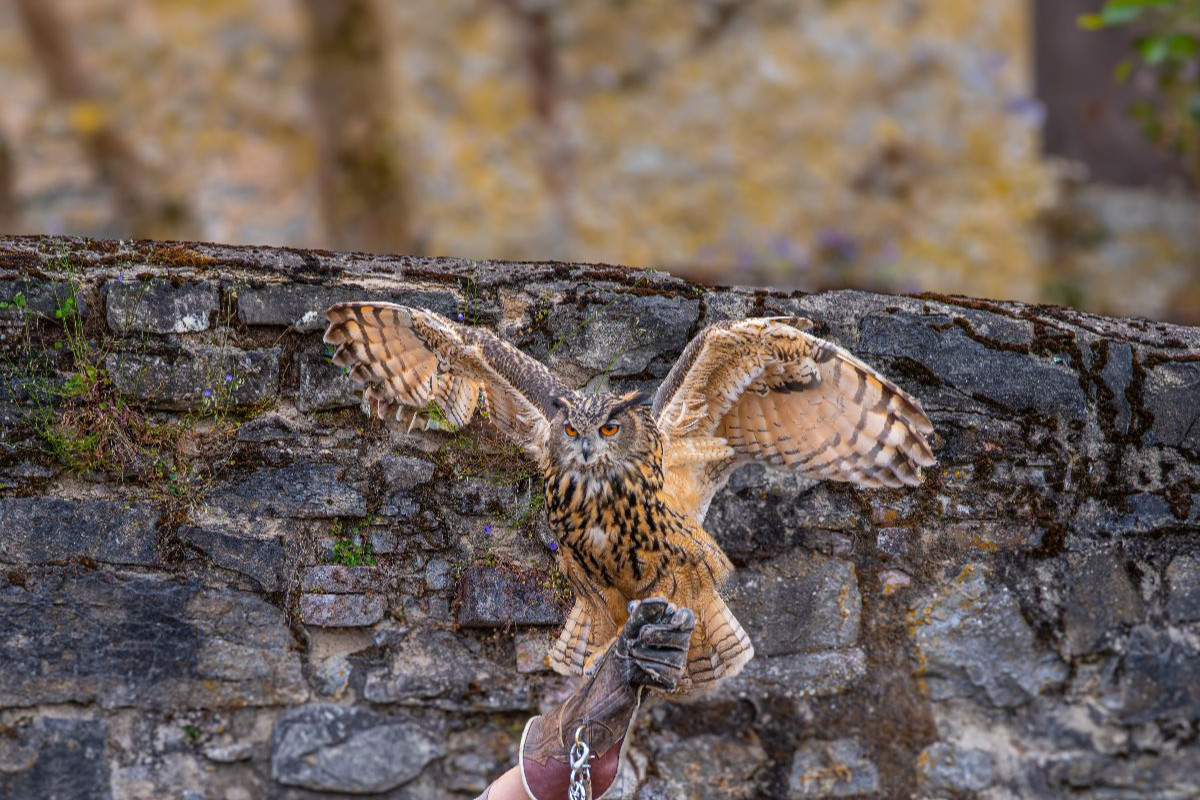 Uhu beim Startflug