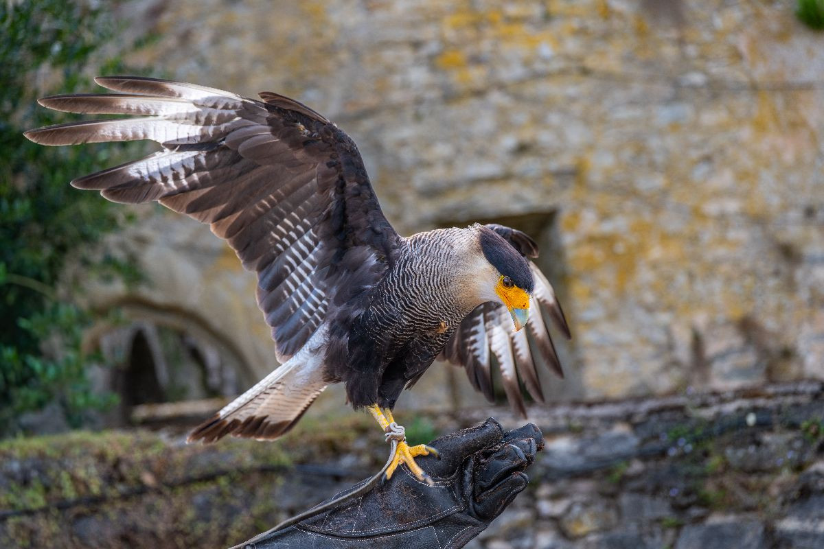 Schopfkarakara beim Abflug