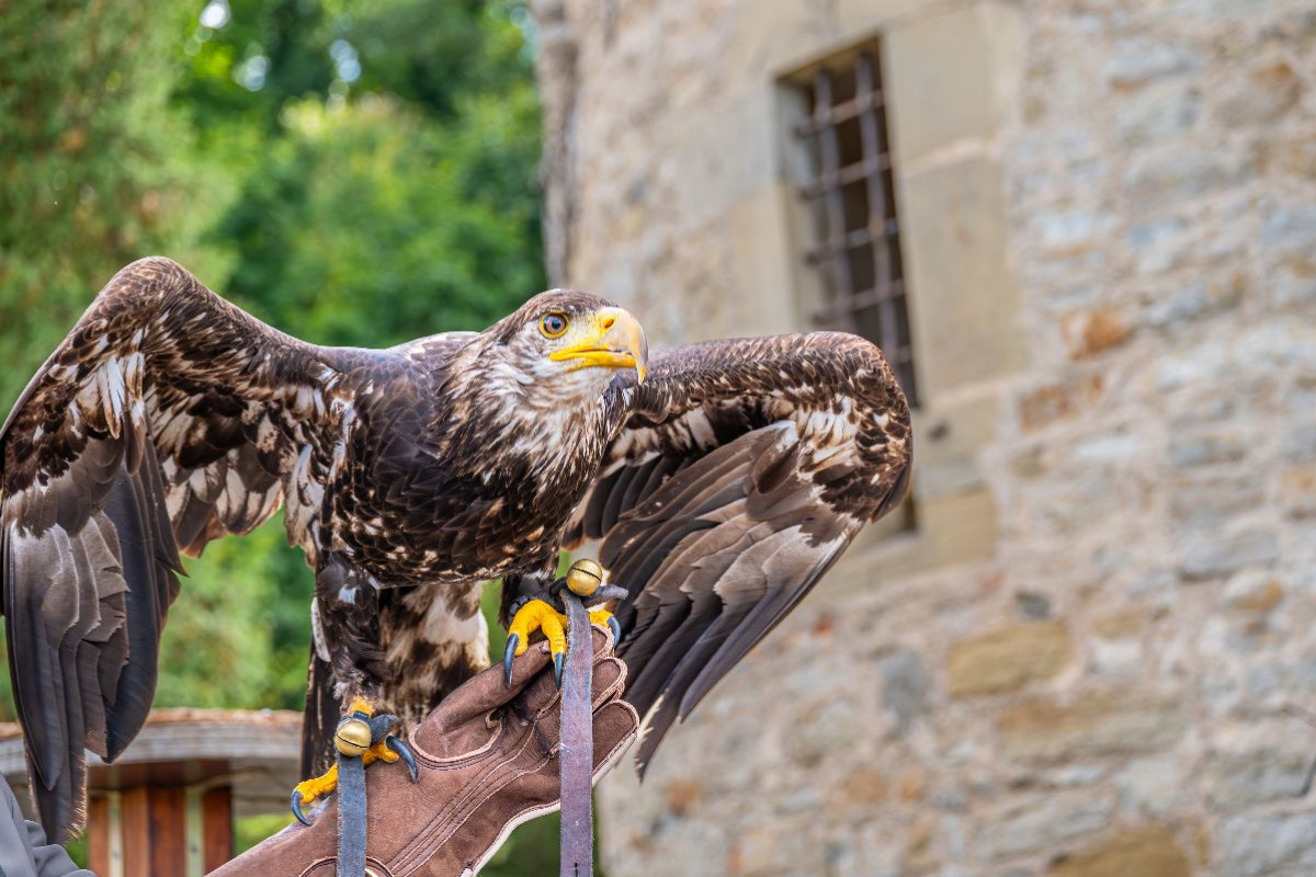 Wächter der Burgruine: Junger Adler vor historischem Gemäuer