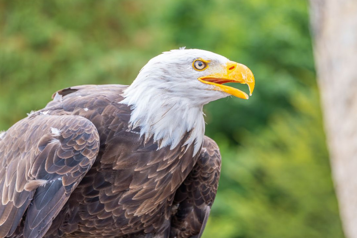 Weißkopfseeadler im Seitenprofil