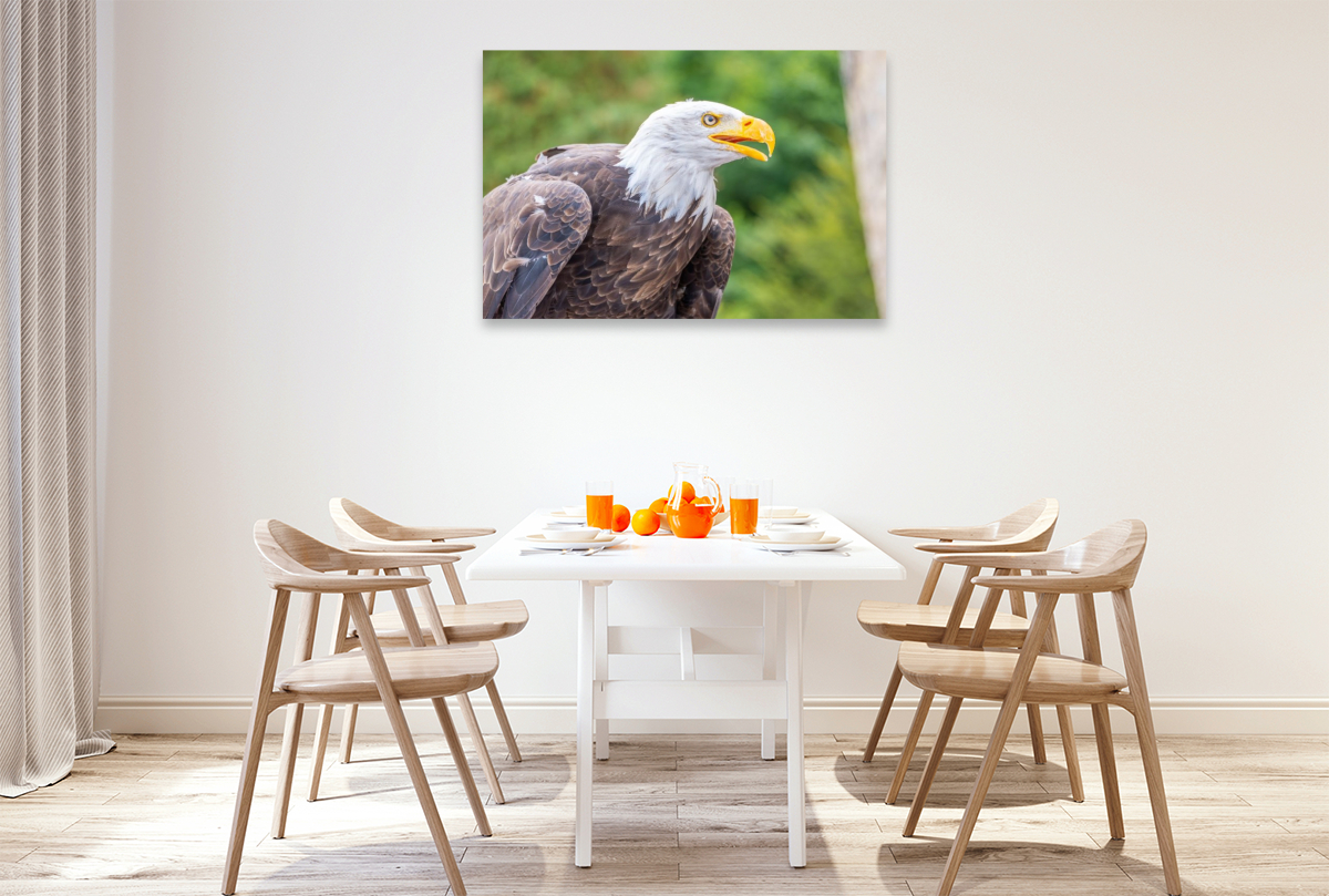 Weißkopfseeadler im Seitenprofil
