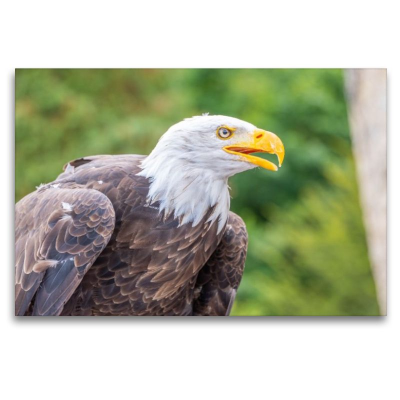 Weißkopfseeadler im Seitenprofil