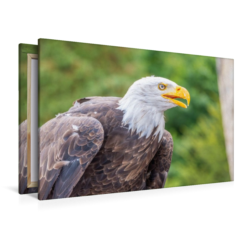 Weißkopfseeadler im Seitenprofil
