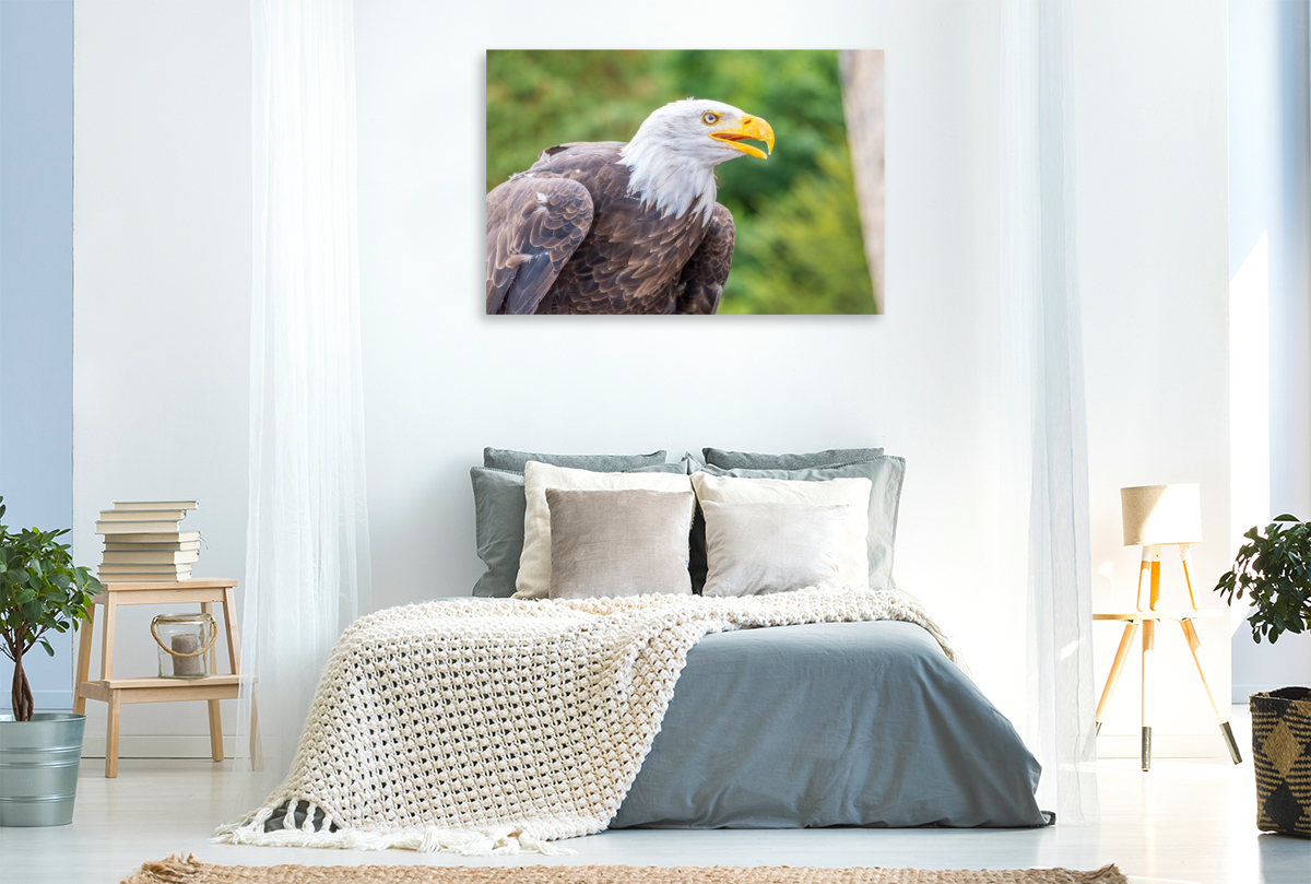 Weißkopfseeadler im Seitenprofil