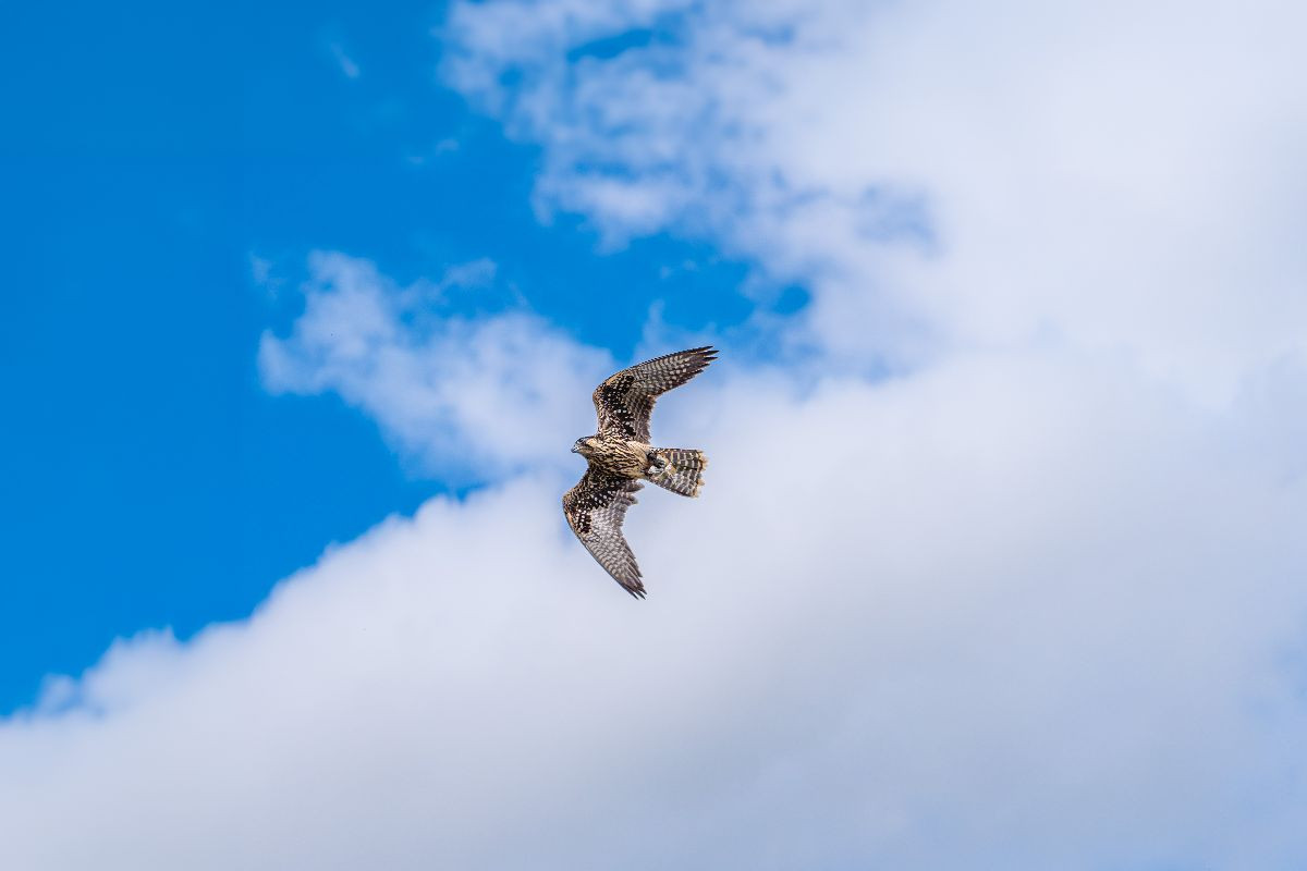 Falke im freien Flug