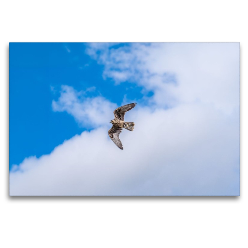 Falke im freien Flug