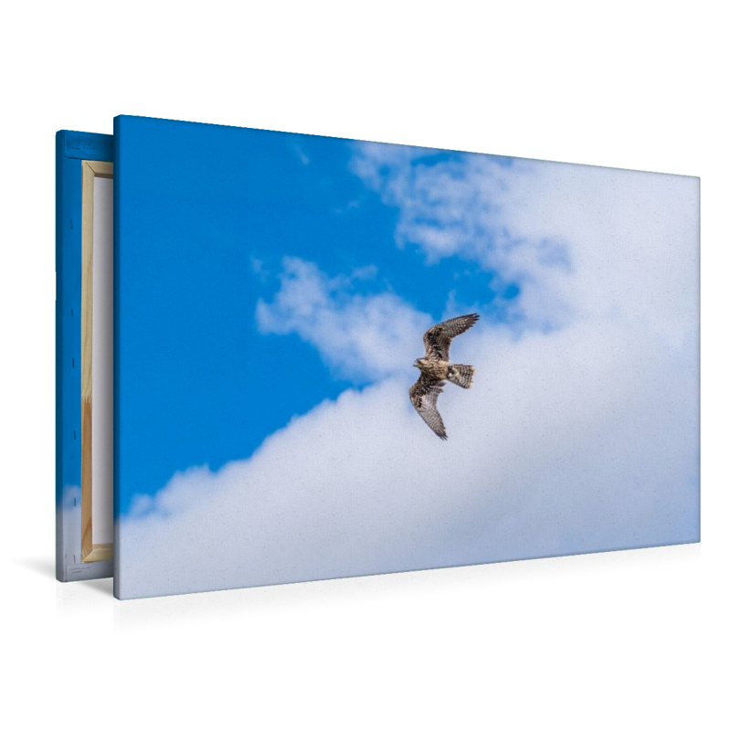 Falke im freien Flug