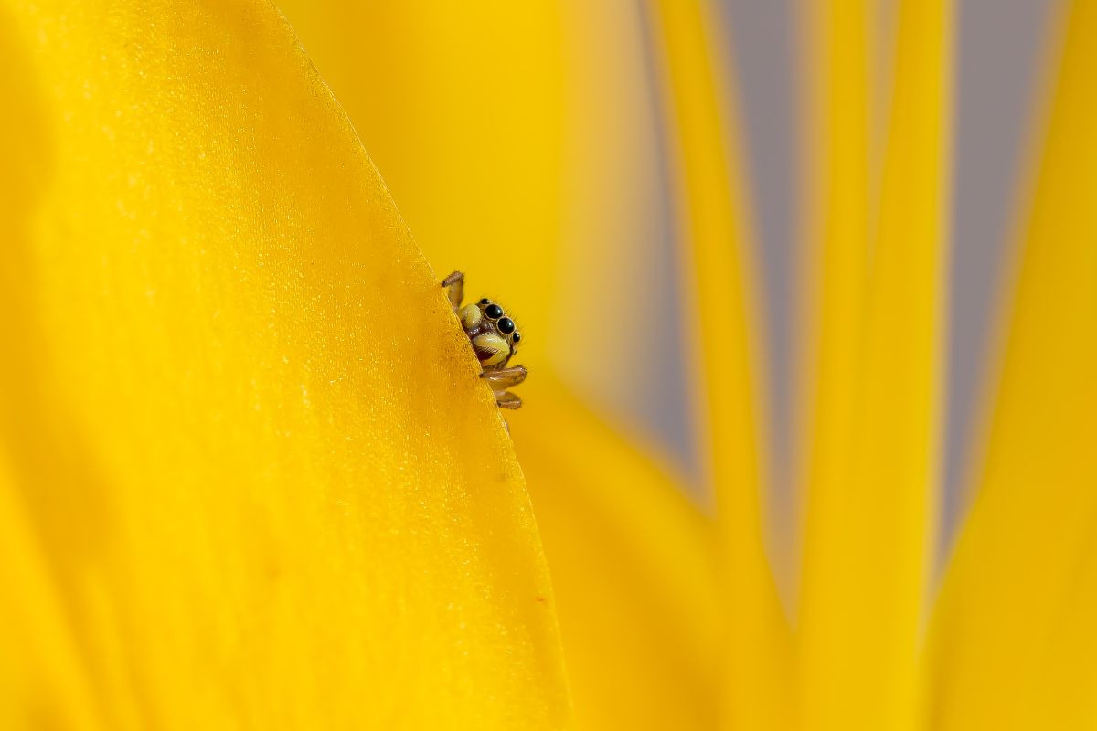Ein Motiv aus dem Kalender Die faszinierende Welt der Insekten
