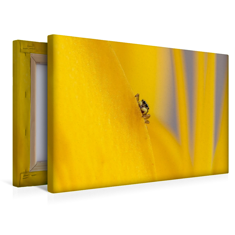 Ein Motiv aus dem Kalender Die faszinierende Welt der Insekten