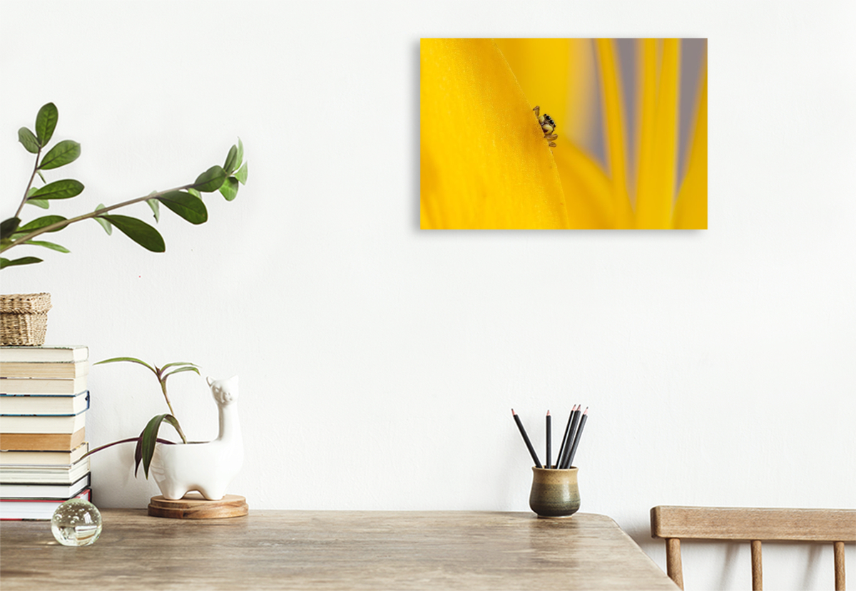 Ein Motiv aus dem Kalender Die faszinierende Welt der Insekten