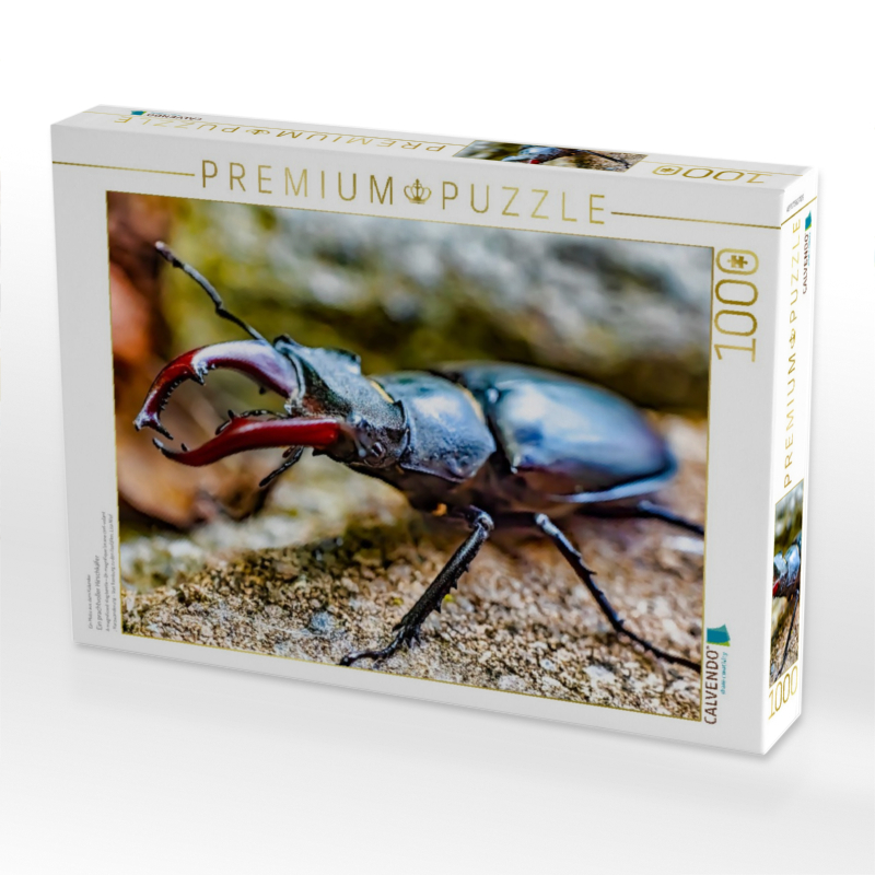 Ein prachtvoller Hirschkäfer