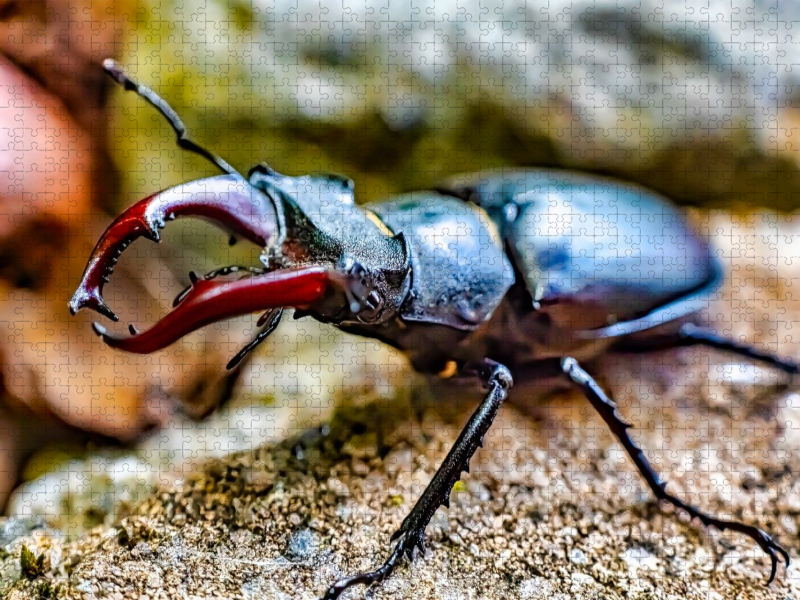 Ein prachtvoller Hirschkäfer