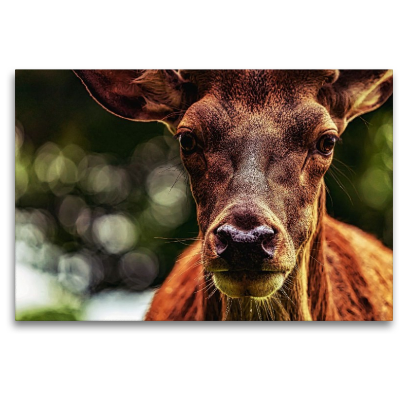 Rothirschbulle im Ilsetal