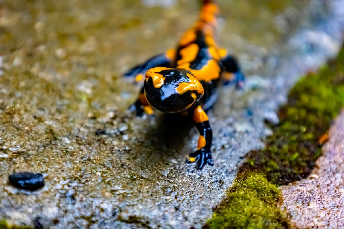 Feuersalamander