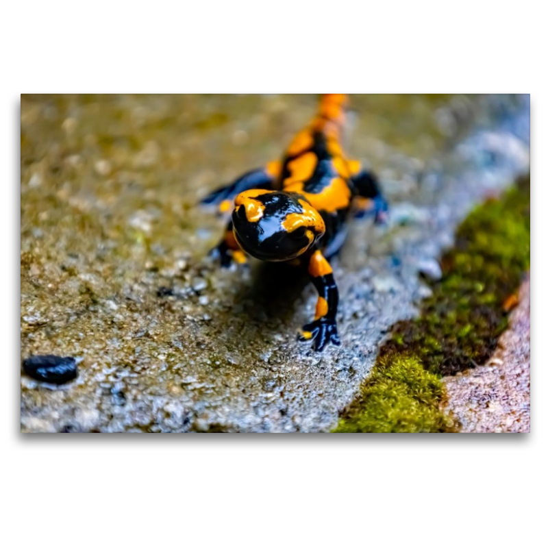 Feuersalamander
