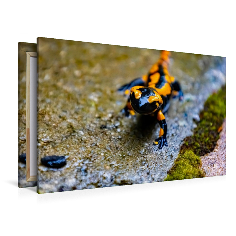 Feuersalamander