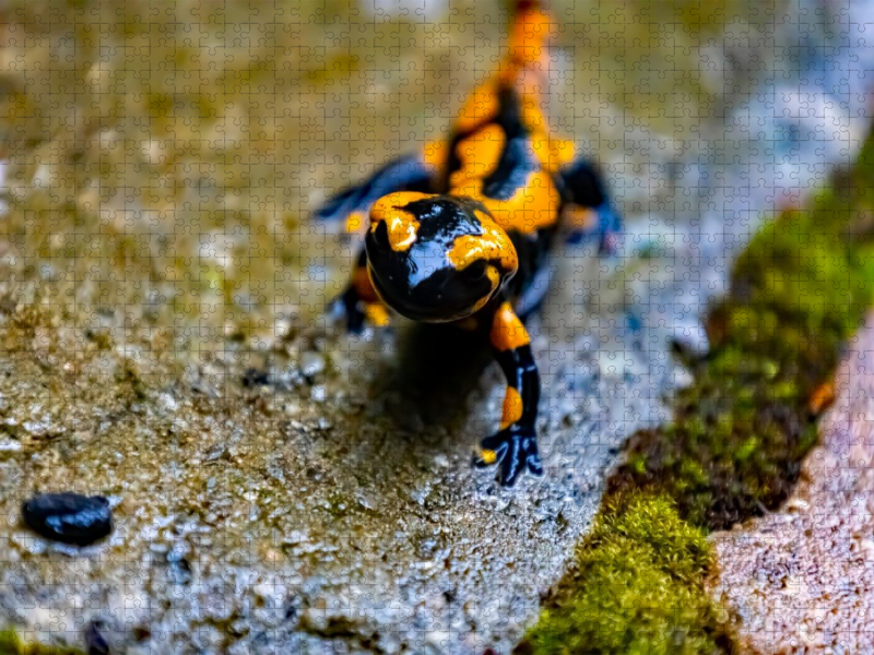 Feuersalamander