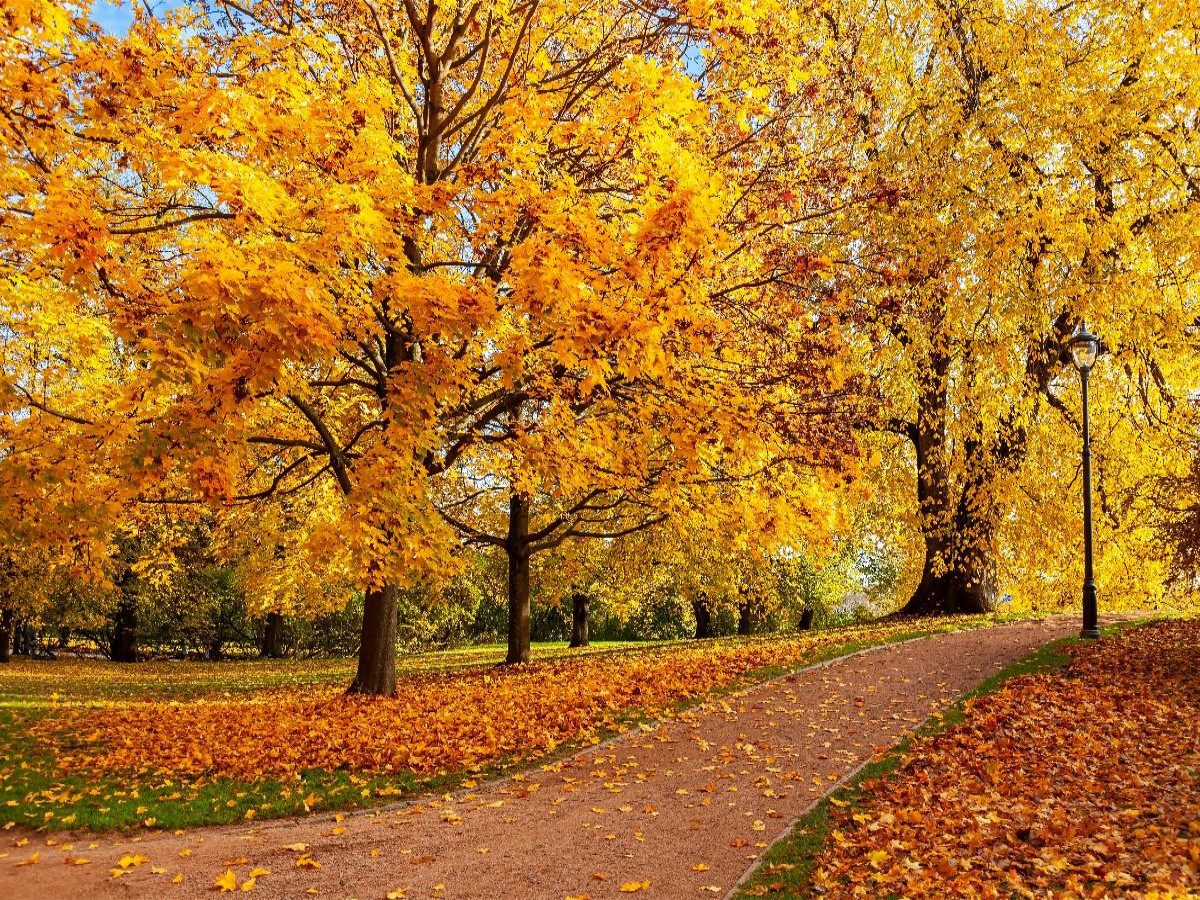 Der Schlosspark im Herbst, Oslo
