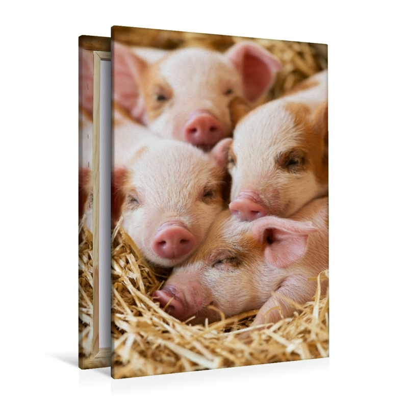 Kleine Glücksschweine