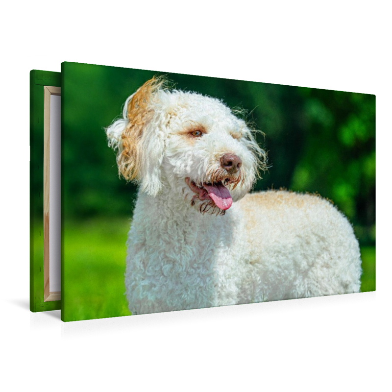 Ein Motiv aus dem Kalender Lagotto Romagnolo - die Trüffelsucher Italiens
