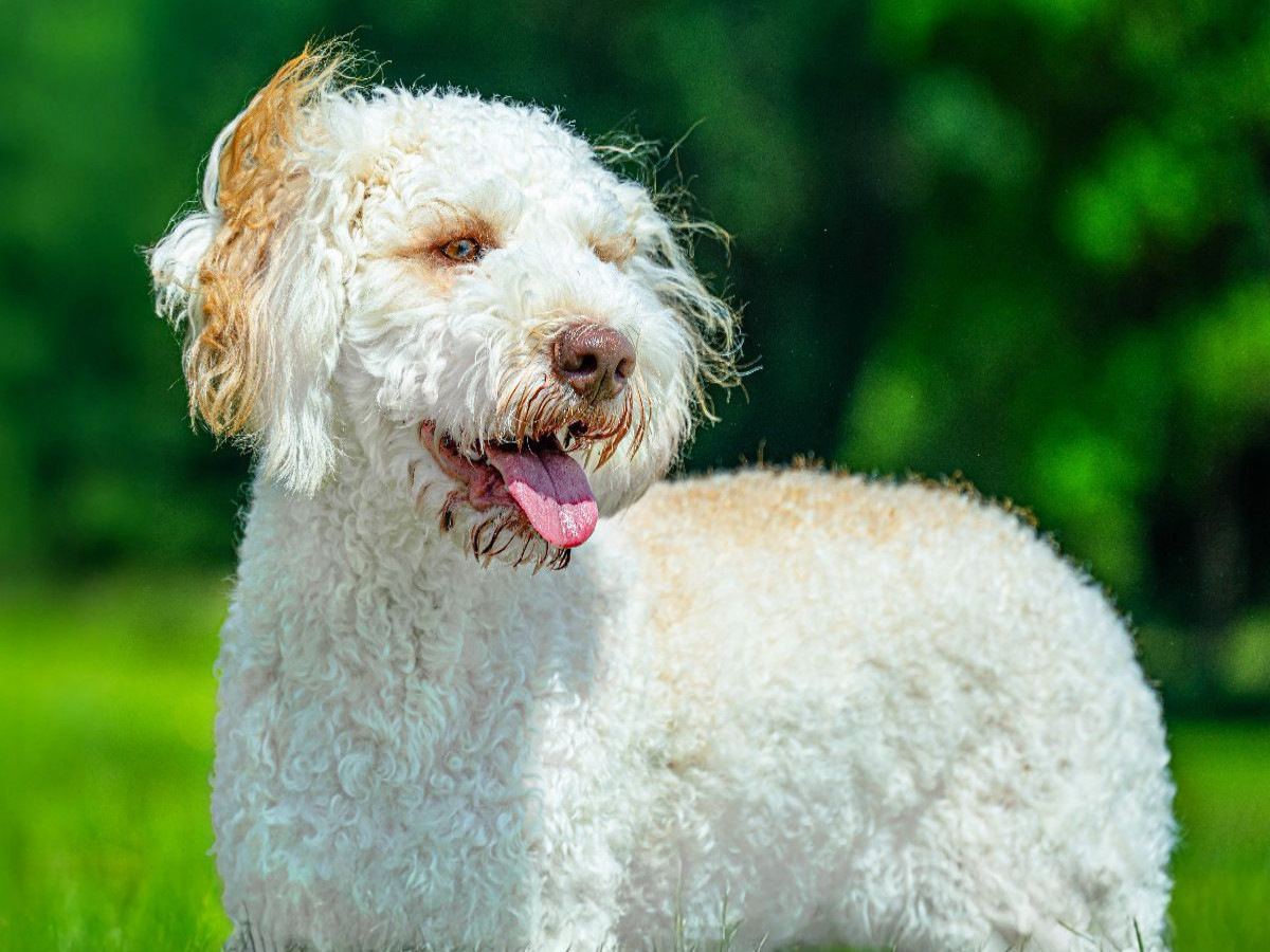 Ein Motiv aus dem Kalender Lagotto Romagnolo - die Trüffelsucher Italiens