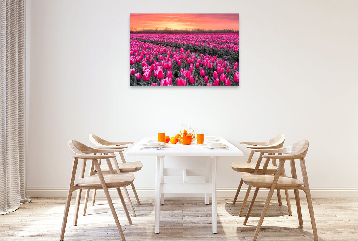 Tulpenmeer im Abendlicht