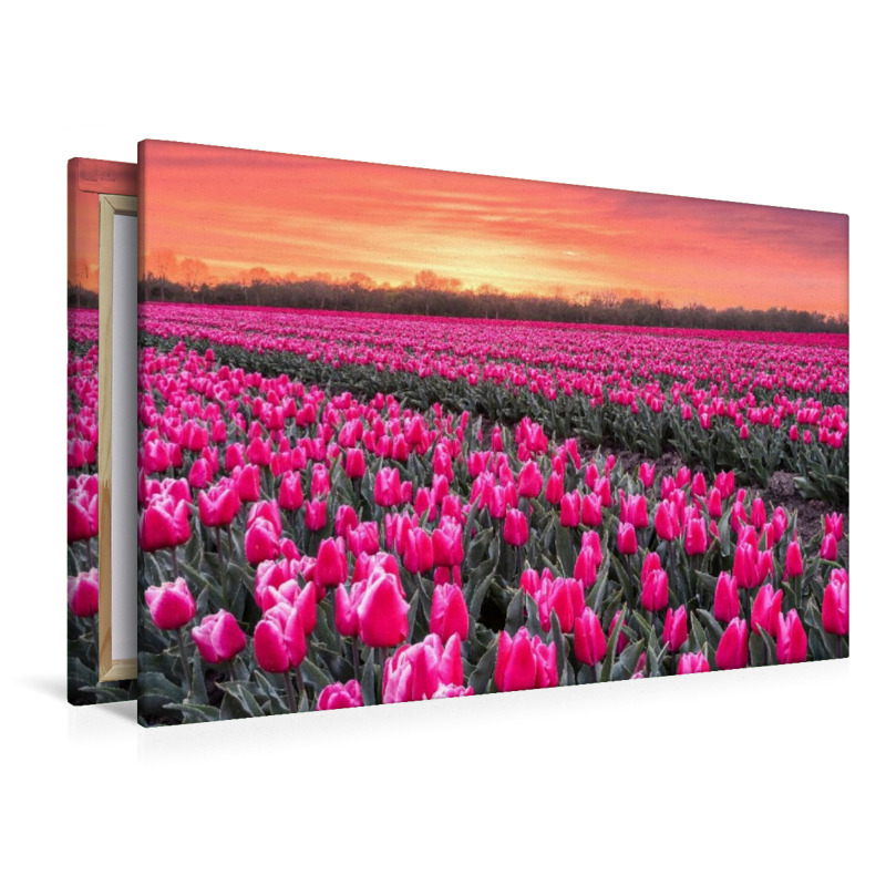 Tulpenmeer im Abendlicht