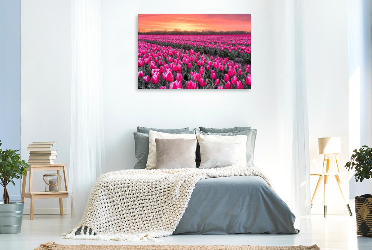 Tulpenmeer im Abendlicht