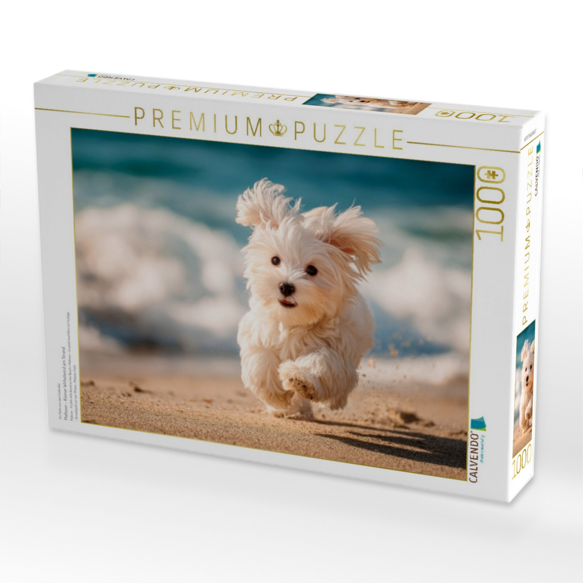 Malteser - Kleiner Wirbelwind am Strand