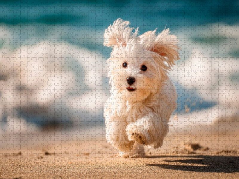 Malteser - Kleiner Wirbelwind am Strand