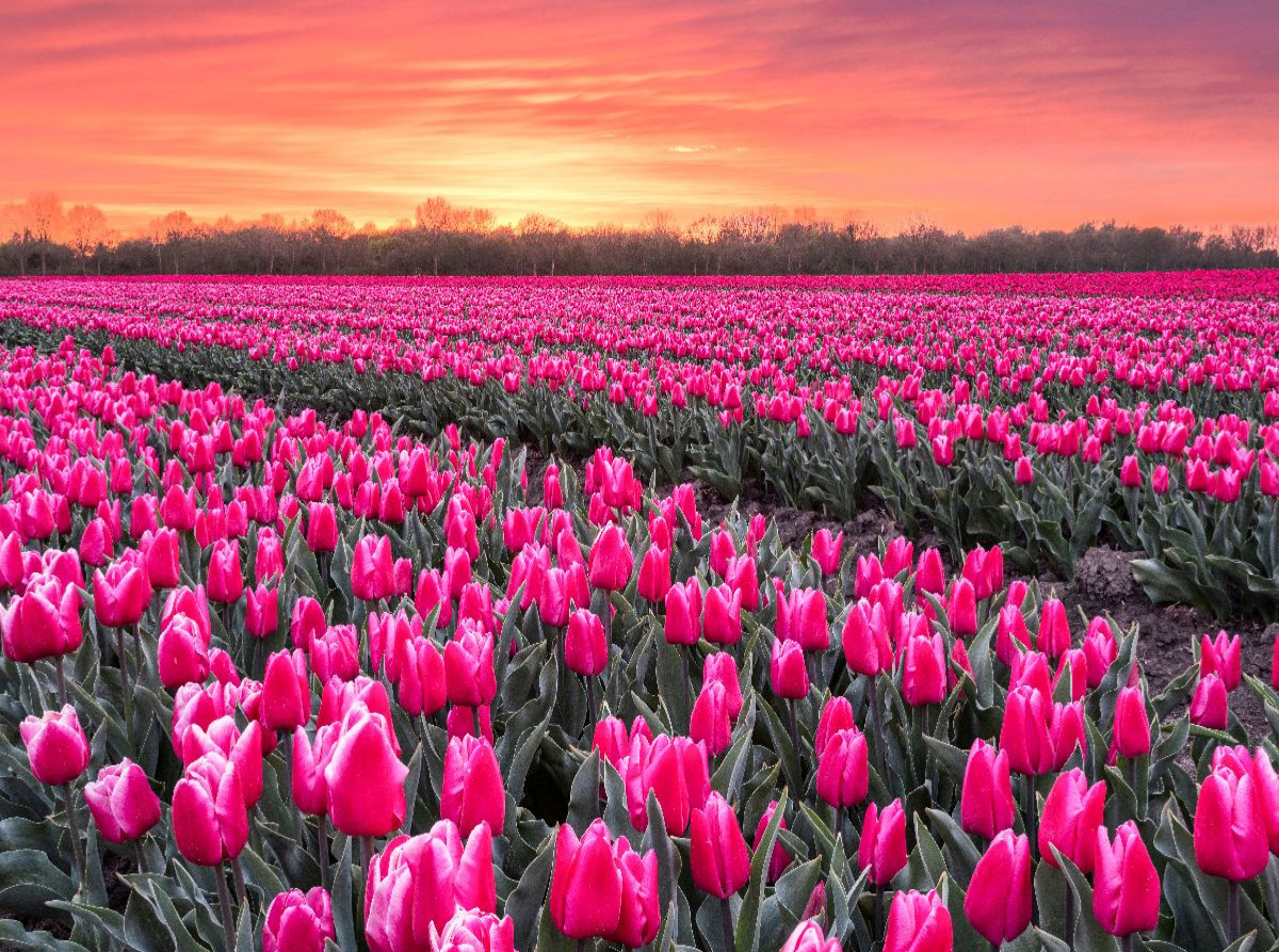 Tulpenmeer im Abendlicht