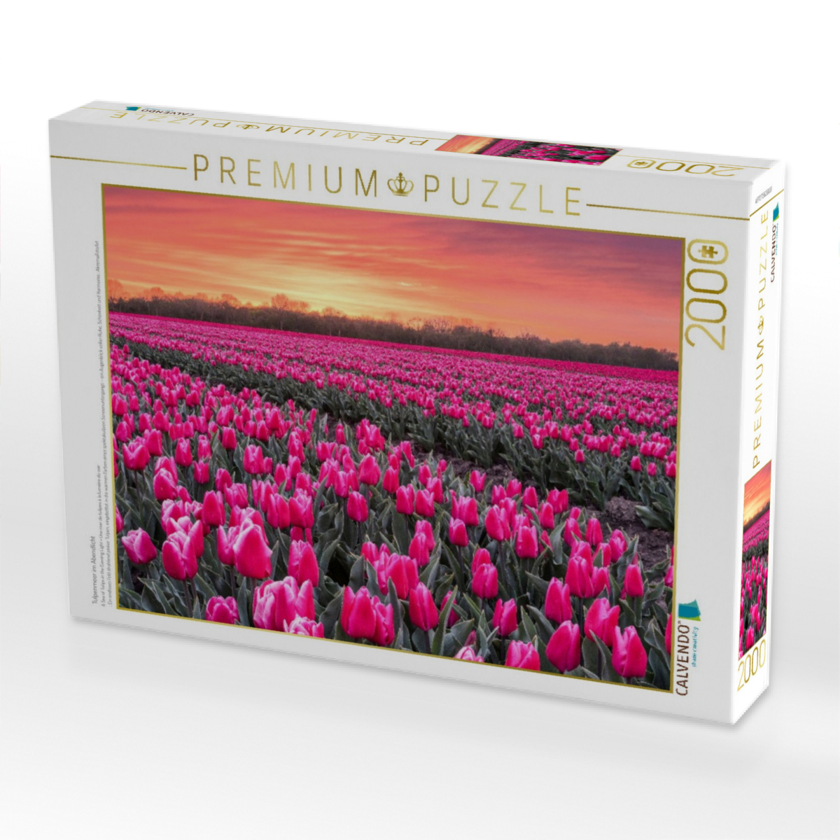 Tulpenmeer im Abendlicht