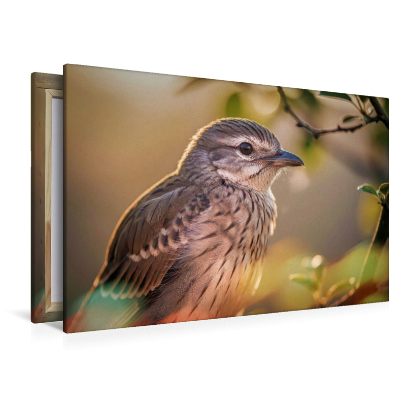 Ein Motiv aus dem Kalender Besondere Vogelportraits