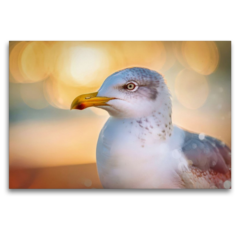 Gefieder im Spotlight, starke Farben, klare Formen.