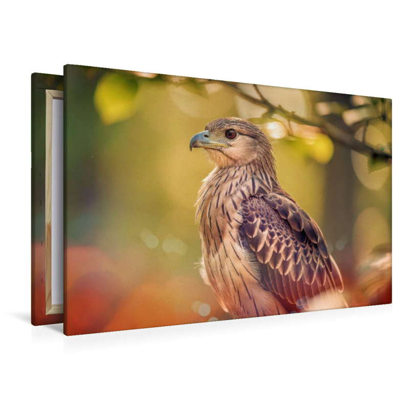 Farbgesichter der Natur, jeder Vogel ein Charakter.