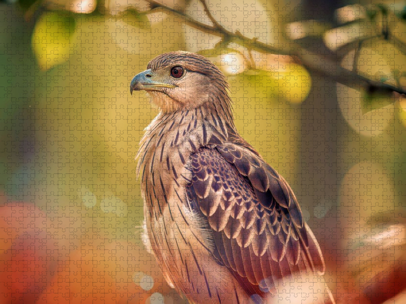 Farbgesichter der Natur, jeder Vogel ein Charakter.