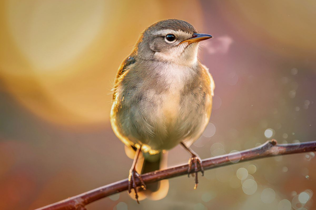 Der kleine Star, ein Blick, der hängen bleibt.