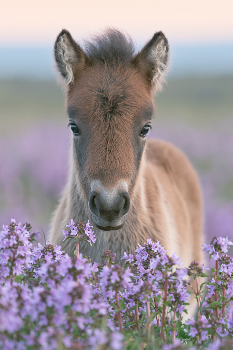 Kleine Hufe, großes Herz