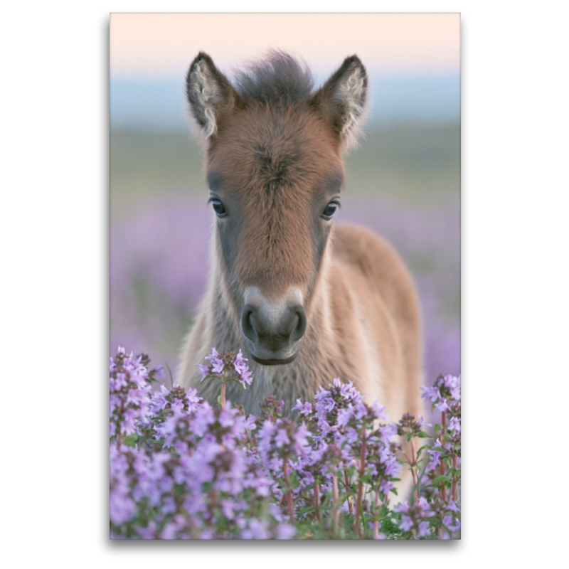 Kleine Hufe, großes Herz