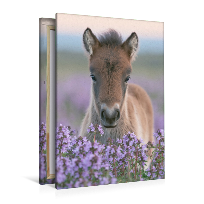 Kleine Hufe, großes Herz