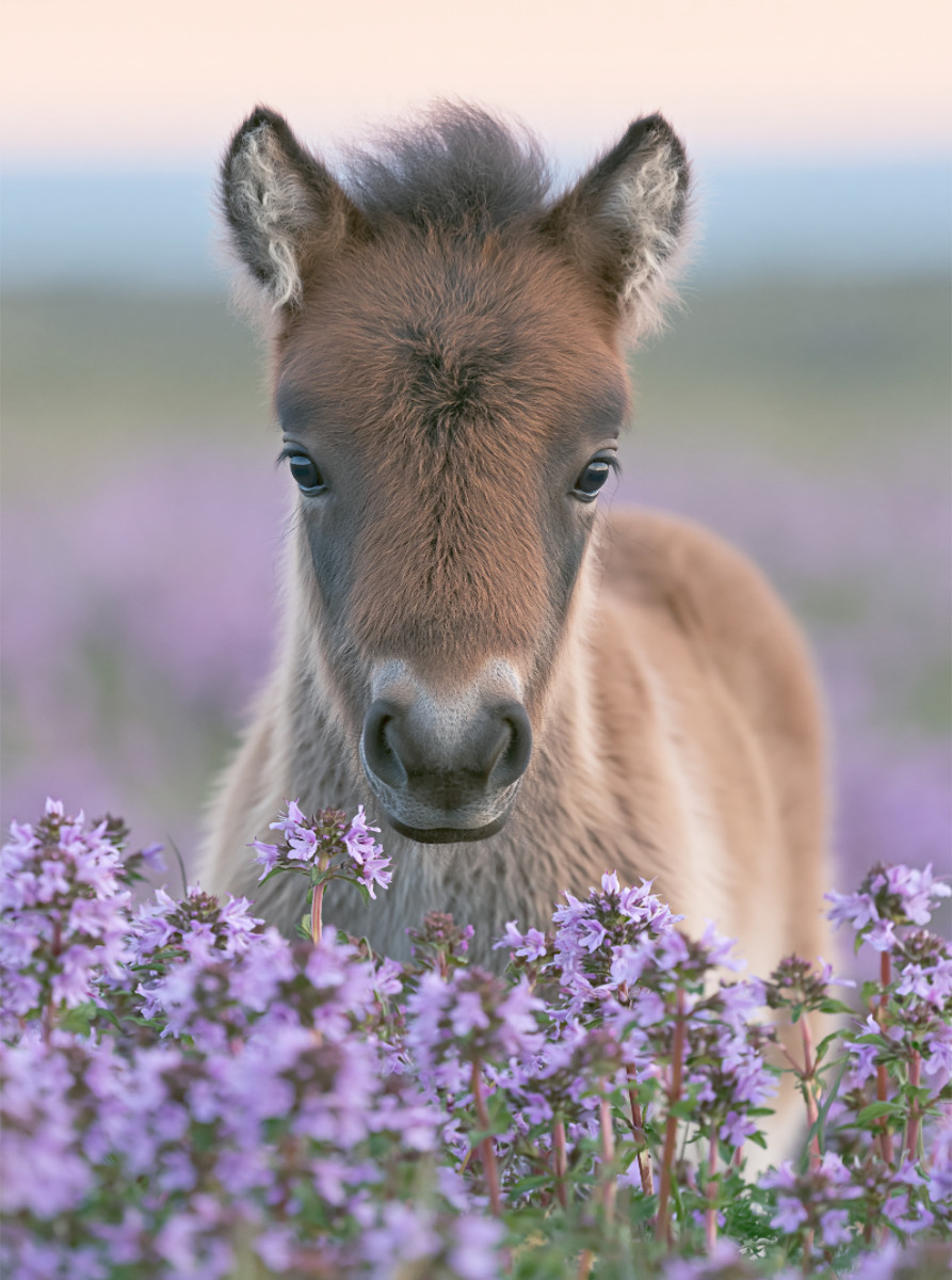 Kleine Hufe, großes Herz
