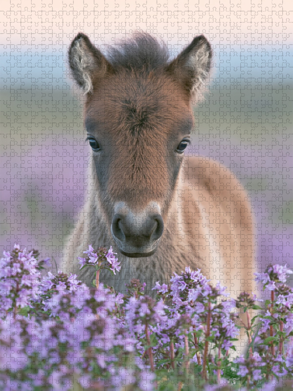 Kleine Hufe, großes Herz