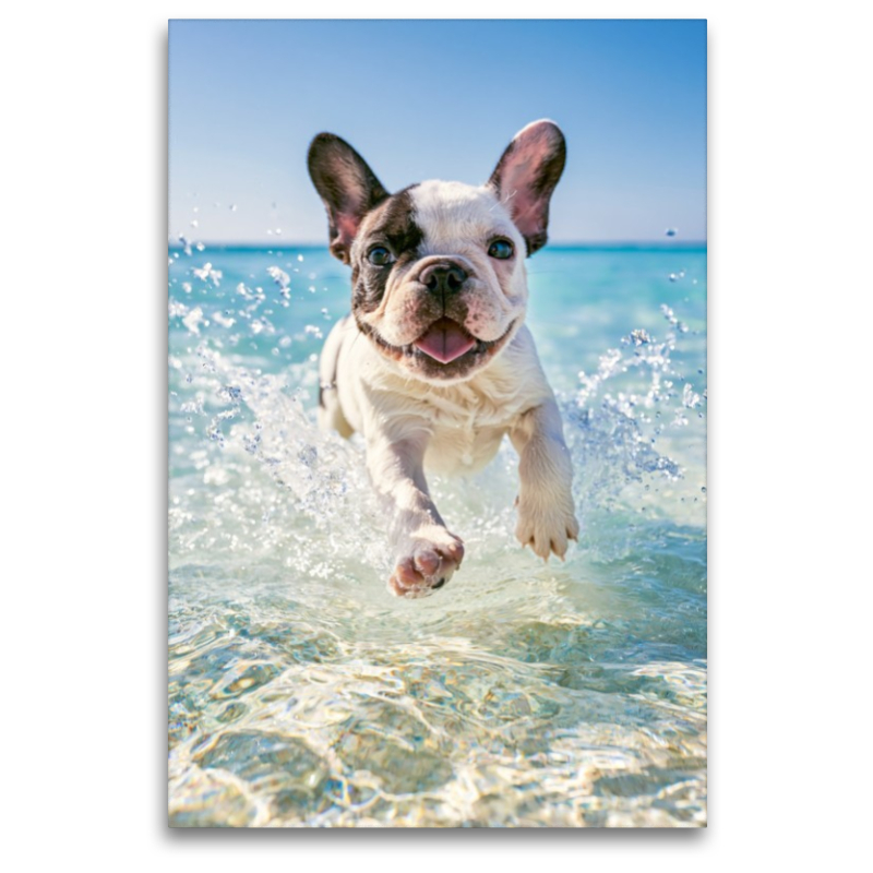 Pfoten im Sand und Meer