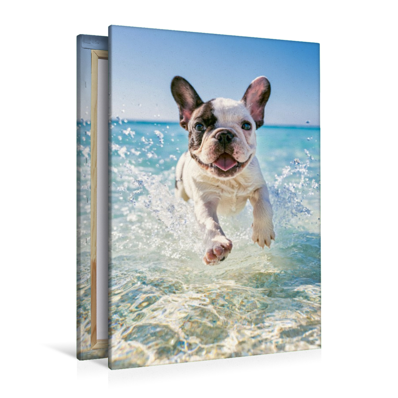 Pfoten im Sand und Meer