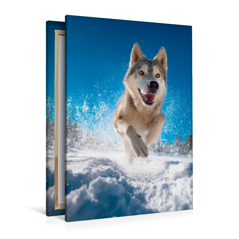 Husky - Winterspaß auf vier Pfoten