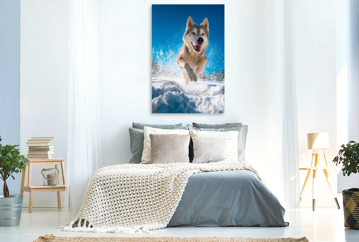 Husky - Winterspaß auf vier Pfoten
