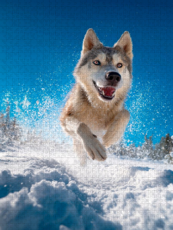 Husky - Winterspaß auf vier Pfoten
