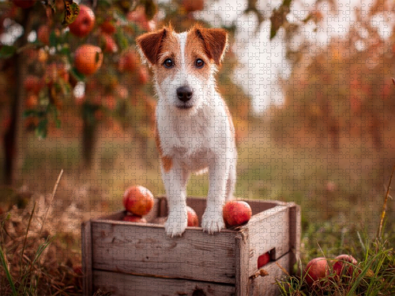 Jack Russell Terrier - Kleiner Erntehelfer