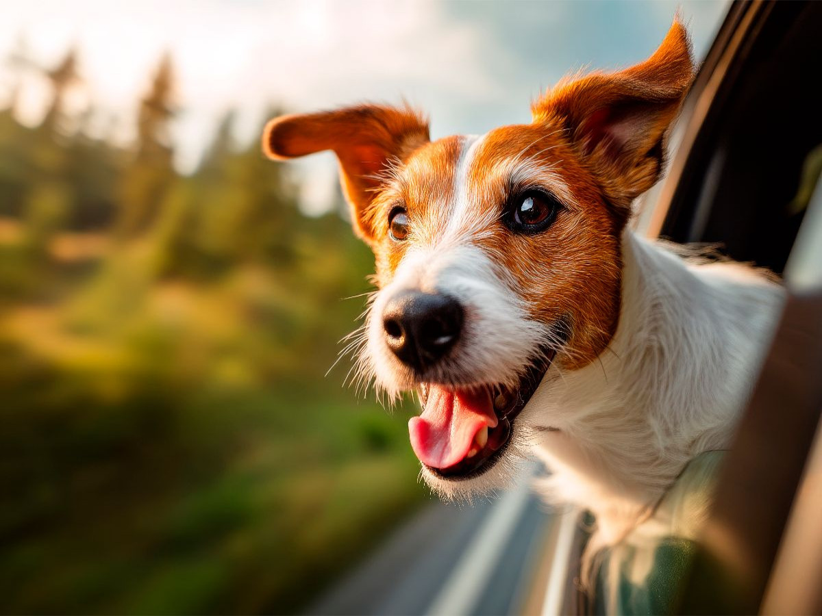 Jack Russell Terrier - Reiselust