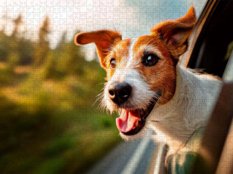 Jack Russell Terrier - Reiselust
